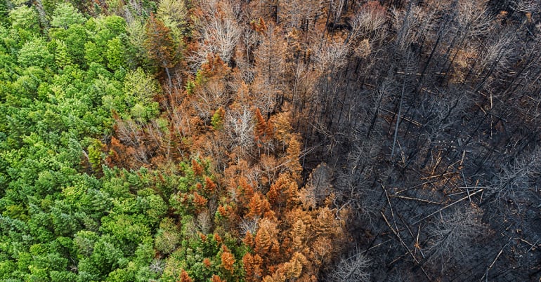 La bioéconomie circulaire face au risque croissant d’incendies de forêt