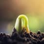 Reforesting the planet using seed-spitting drones from the air