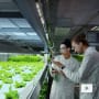 High-hanging fruit?: Feeding cities with vertical farming