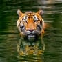 February – China’s Olympic push in Year of the Tiger
