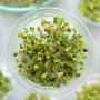 The possibilities of protein and the market for meatless meat