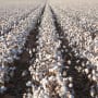 Thread counts: regenerative cotton on the rise in fashion