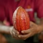 Cacao a prezzi record e catena del valore del cioccolato iniqua: incontriamo gli imprenditori che lavorano per cambiare le cose