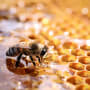 Les Chroniques CLIC® : comment l’approche de BeeHero révolutionne l’apiculture au profit d’un système alimentaire plus durable