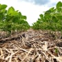 Les Chroniques CLIC® : comment Nestlé, géant mondial de l’alimentation, place l’agriculture régénératrice au cœur de l’alimentation soutenable
