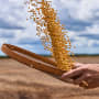 Éviter la catastrophe : changer nos modes d’alimentation est le seul moyen de lutter contre l’instabilité alimentaire