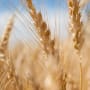 Wie können wir den Planeten nachhaltig ernähren? Anlegechancen in 3 Sektoren
