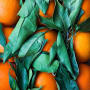 A thirst for sustainability? Innocent Drinks' recipe for a carbon-zero smoothie