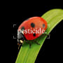 Pesticidi: l’agricoltura rigenerativa scatena il potere della coccinella 