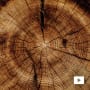 Die CLIC®-Chronik : Der Baum des Lebens: Motor der Bio-Kreislaufwirtschaft