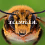 Minuscules mais essentielles : comment les abeilles préservent nos cultures