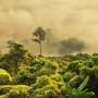 Why invest in nature, the world’s most undervalued asset class?