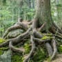Lifetime gifts and inheritances: quick wins to optimise your estate