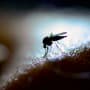 New Ways to Fight AIDS, Tuberculosis and Malaria