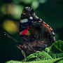 Tackling Asia’s biodiversity and natural resources challenge