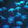 Could blue bonds save Asia’s threatened marine ecology?