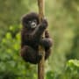 Sustainability watch: global carbon pricing, biofuels adoption, and American Climate Corps