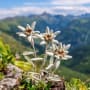 What’s next for the Swiss economy?