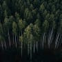 Finding equity opportunities in the deforestation fight
