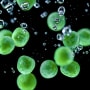 LOIM New Food Systems wird ein Jahr alt
