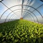 What are the key themes of the food transformation?