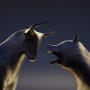 Is it really a bear market rally?