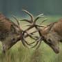 Adapting to the risk of stagflation shock