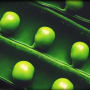 Green winners in the global economy: research by Lombard Odier and Oxford University