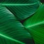 What is Natural Capital?