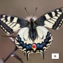 L’effet papillon : valoriser et préserver la nature