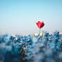 Dispersion in a LUV-shaped recovery