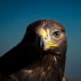 Eagles and Ostriches: the future of sustainable investment