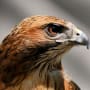Fallen angels: stronger supply signals opportunity in high yield