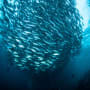 Mission creep: what's really driving ESG underperformance? 
