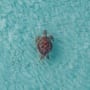 Turning the tide: five key strategies to safeguard our seas