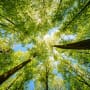 Die fünf wichtigsten Gründe, weshalb wir jetzt in unsere Wälder investieren müssen