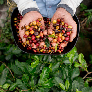 Taking the sustainable road in Latin America
