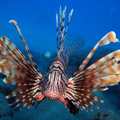 Perché il cuoio realizzato con pelle di pesce e funghi è ormai di gran moda?