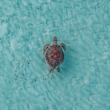 Turning the tide: five key strategies to safeguard our seas