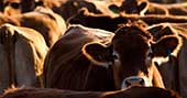 The unavoidable future - how sustainable investing is the only way forward
